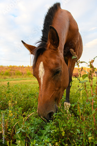 Fototapeta Beautiful statuesque brown field horse close-up on a summer sunset evening
