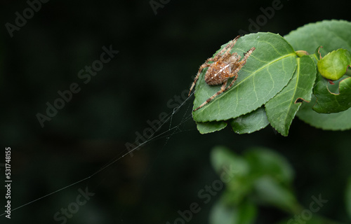 European Spider, Araneus Diadematus, Cross Spider, Crowned Weaver on Its Web closeup