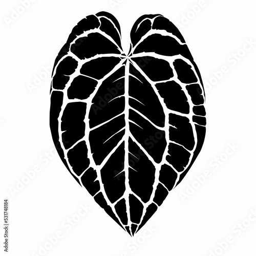 heart of anthurium leaves photo