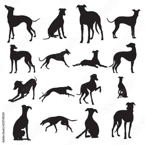 Fotografiet Greyhound dog silhouettes, Greyhound dog animal silhouette collection