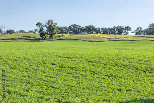 A green field of alfalfa with a pasture on a hill and yellowing soybeans in the background with trees in a fencerow on a sunny day with a blue sky.