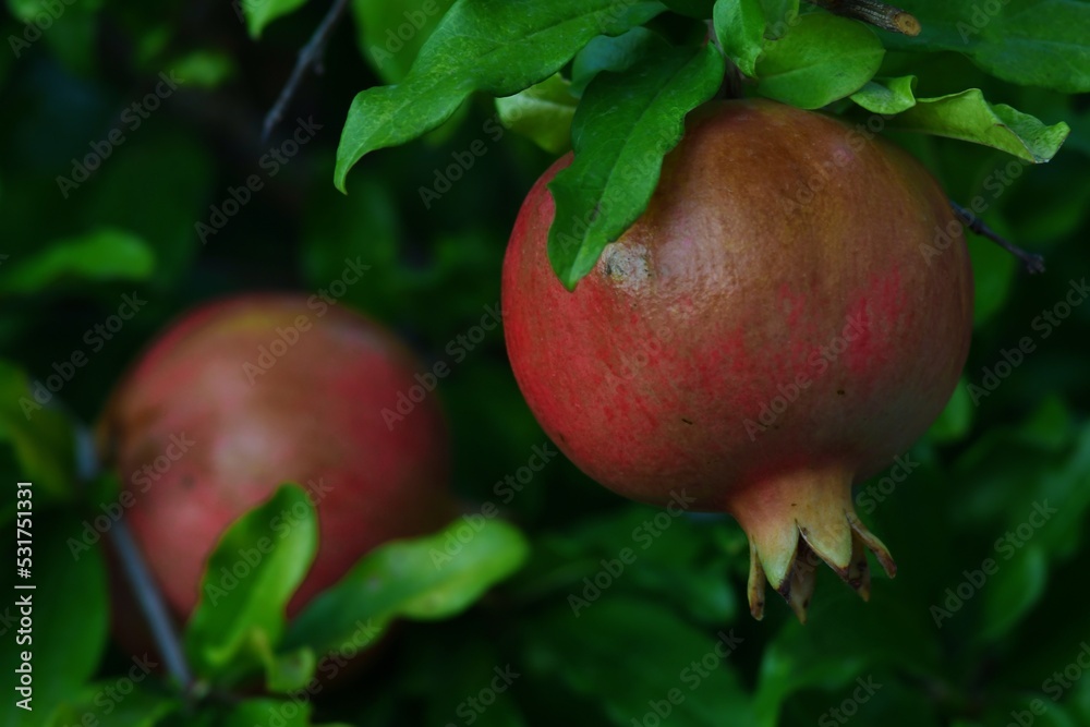 Dojrzewające owoce granatu właściwego (Lythraceae) Dojrzewające owoce granatu właściwego (Lythraceae)