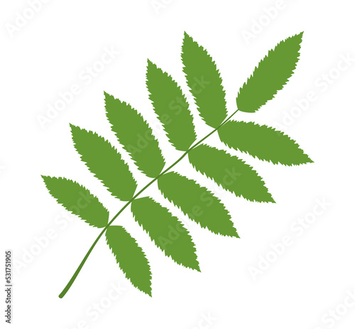 Vector illustration of a green rowan leaf on a white background