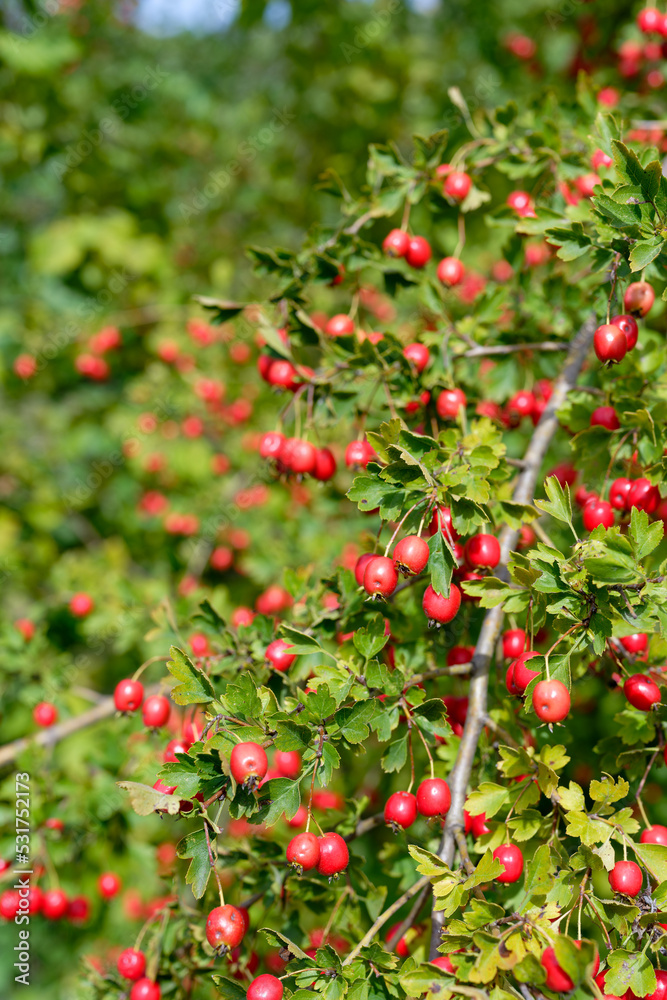 Red fruit of Crataegus monogyna, known as hawthorn or single-seeded hawthorn. Branch with Hawthorn berries in garden.