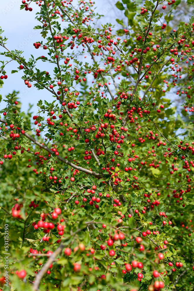Red fruit of Crataegus monogyna, known as hawthorn or single-seeded hawthorn. Branch with Hawthorn berries in garden.