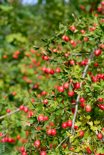 Red fruit of Crataegus monogyna, known as hawthorn or single-seeded hawthorn. Branch with Hawthorn berries in garden.