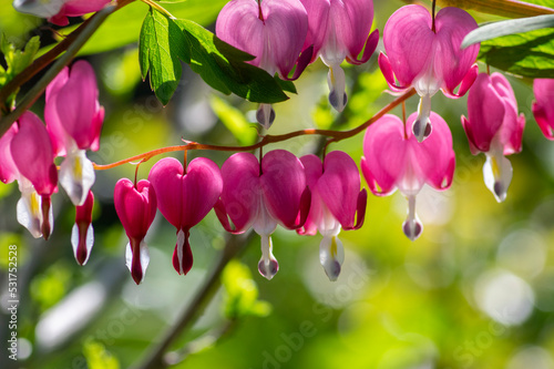 Dicentra spectabilis bleeding heart flowers in hearts shapes in bloom, beautiful Lamprocapnos pink white flowering plant