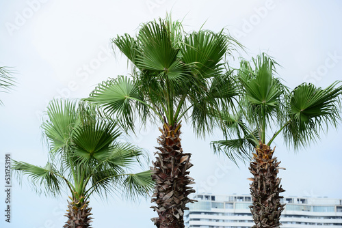 Tall palm trees on Batumi Boulevard
