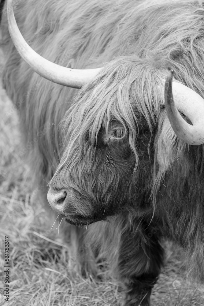 Highland cattle Highland cattle