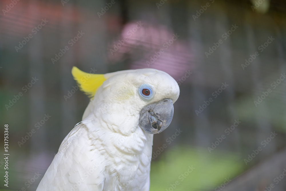 Selective focus, close up Beautiful white Cockatoo, Sulphur crested Cockatoo, white Parrot is Wildlife bird can talk