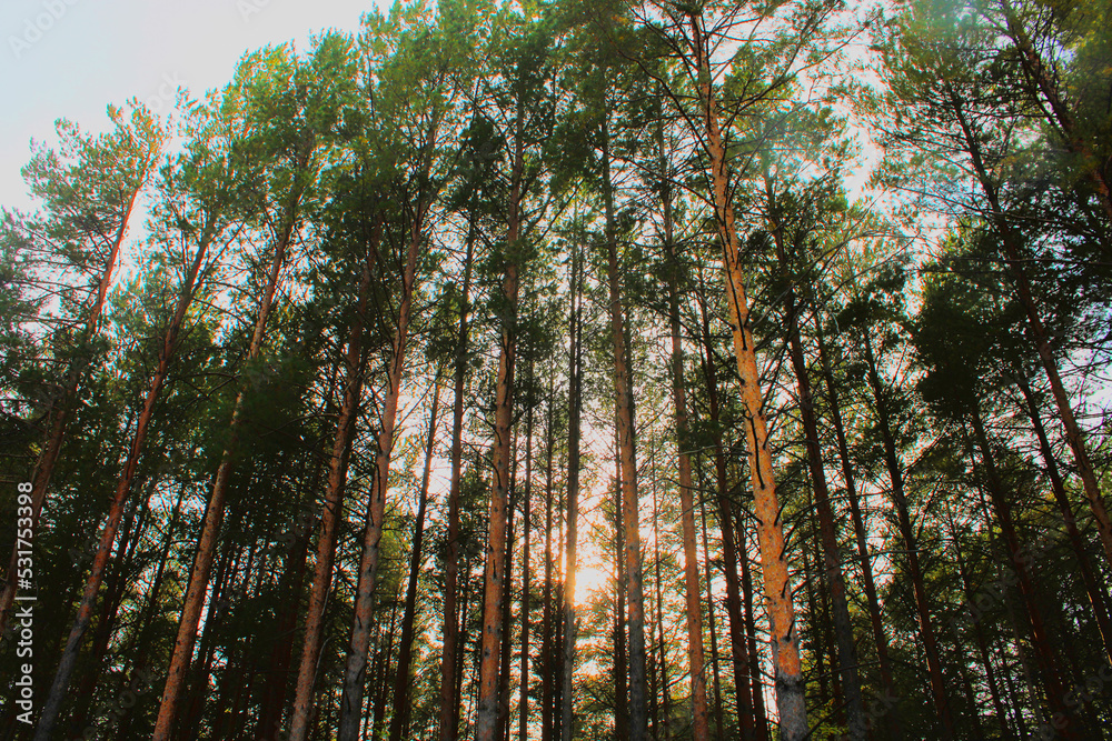 Large coniferous trees in the forest. Beauty of nature. Forest background Large coniferous trees in the forest. Beauty of nature. Forest background