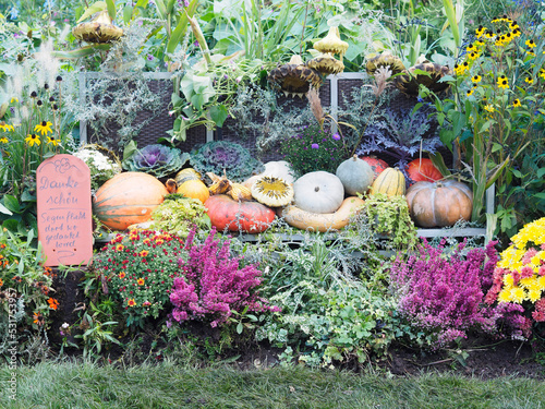 Erntedank - bunte Kürbisse und Blumen im Garten