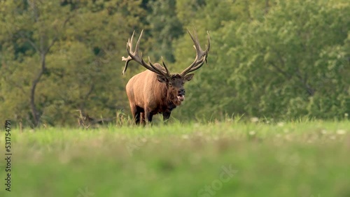 Wallpaper Mural Bull Elk Bugling During the Rut Video Clip  Torontodigital.ca