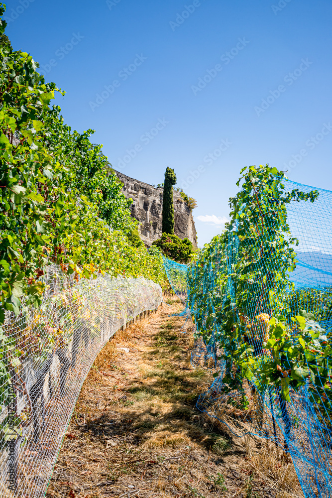 Fototapeta premium Le Vignoble de Lavaux calssé au patrimoine mondial de l'humanité en Suisse