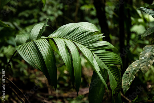 remarkable plant leaves in the rainforest of costa rica photo