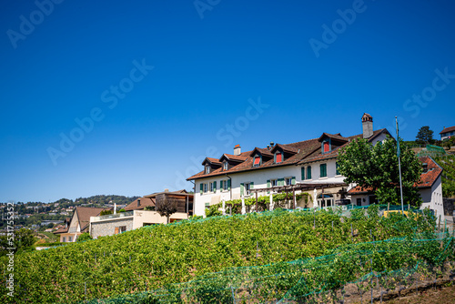 Wallpaper Mural Le Vignoble de Lavaux calssé au patrimoine mondial de l'humanité en Suisse Torontodigital.ca