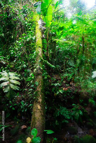 Green scenery of diverse plants growing on the trunk of a dead tree spotted in Costa Rica.  photo