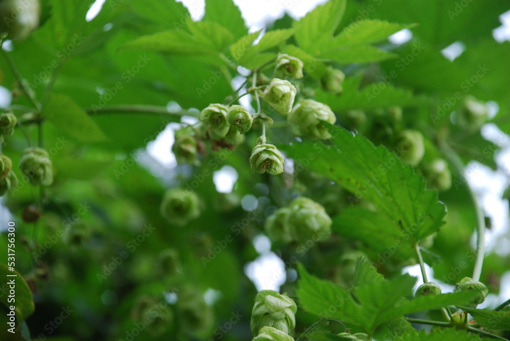Green fruits of hops. The spherical fruits of the plant hang on long thin stems. They are slightly elongated and have several short green petals. There are several seeds on one branch. Green fruits of hops. The spherical fruits of the plant hang on long thin stems. They are slightly elongated and have several short green petals. There are several seeds on one branch.