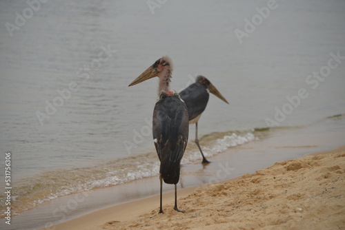 Malibu Stork