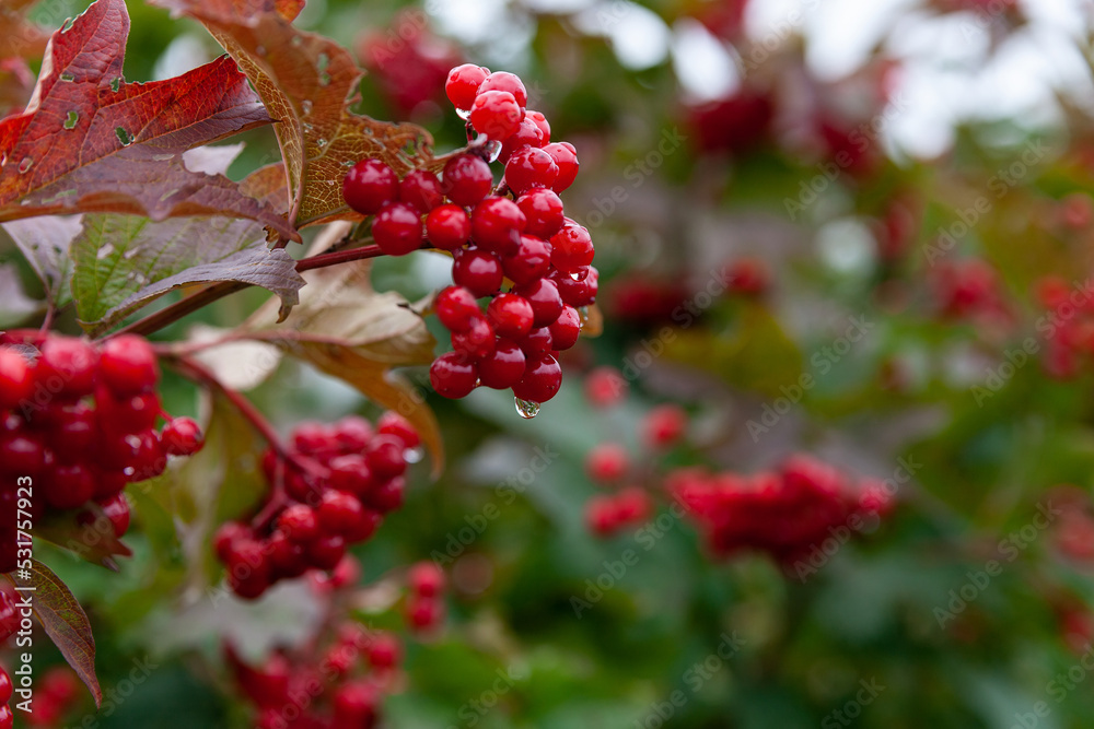 Bunch of red viburnum berries on branch. Bunch of red viburnum berries on branch.