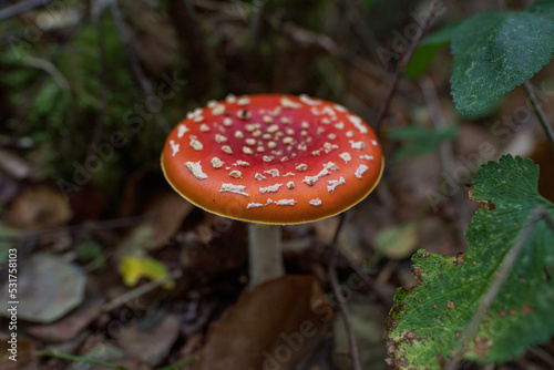 Mushroom in woodlands