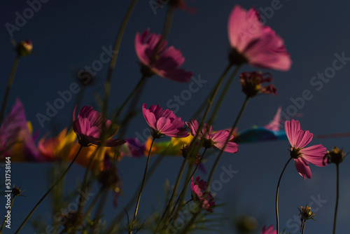 flores de cosmos con banderines  © MariaLaura