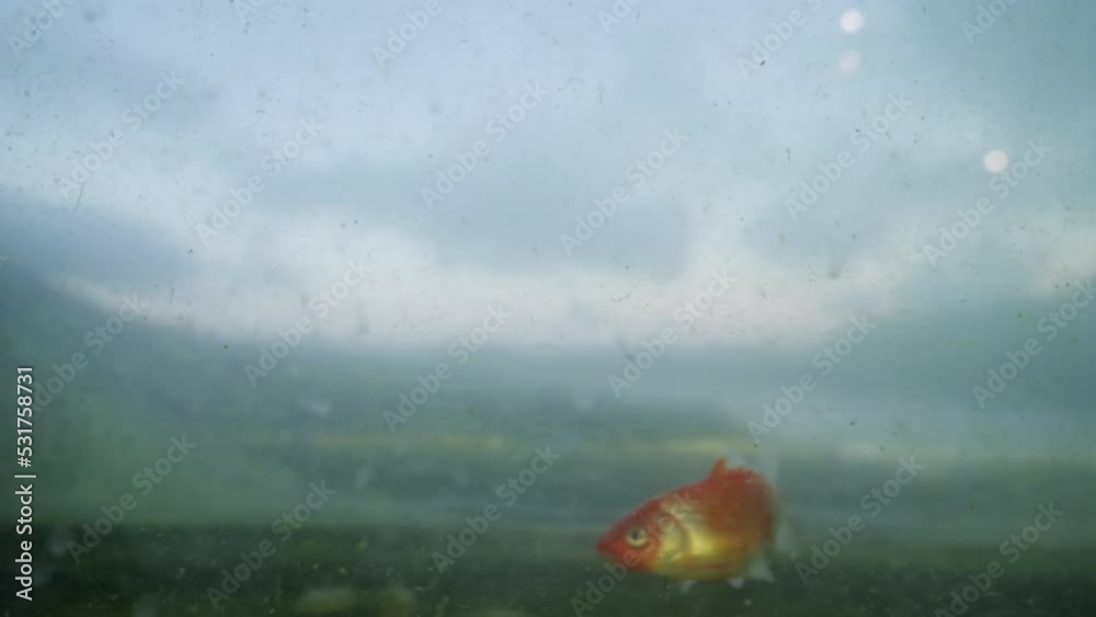 Aquarium with dirty muddy water and goldfish against Mountain View with