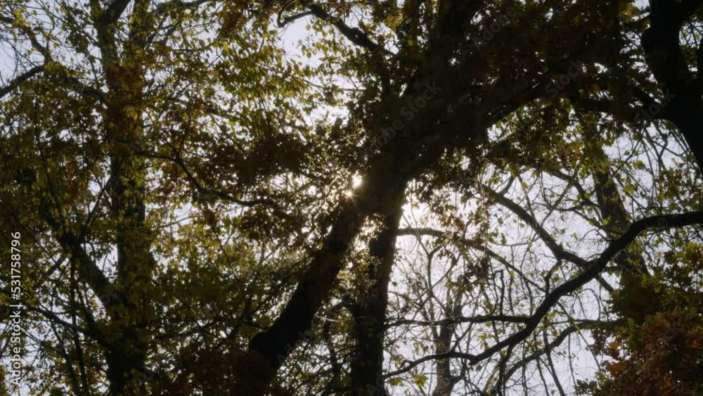 Peterhof, Alexandria Park in autumn. Sunlight through the branches of trees. Peterhof, Alexandria Park in autumn. Sunlight through the branches of trees.