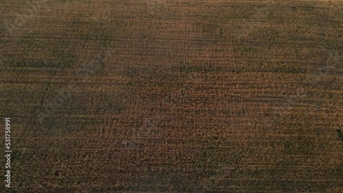 Industry and agriculture concept. Slowly cinematic flight and aerial view of growing brown crop field. Aerial field view of cut and raked crops lines with green grass. Nature background