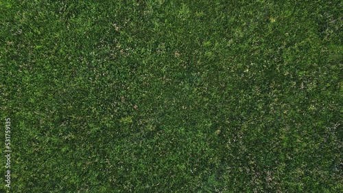 Nature concept. Aerial top down view of fresh green grass in meadow during sunset summer time. Dark and green meadow grass. Nature background 