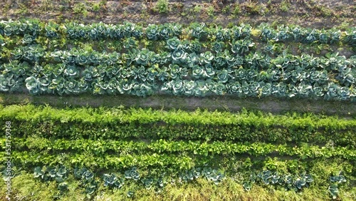 Industry, food and agriculture concept. Slowly cinematic flight and aerial view of various vegetables growing in rural field. Cabbage, carrots, beets and onions growing in field