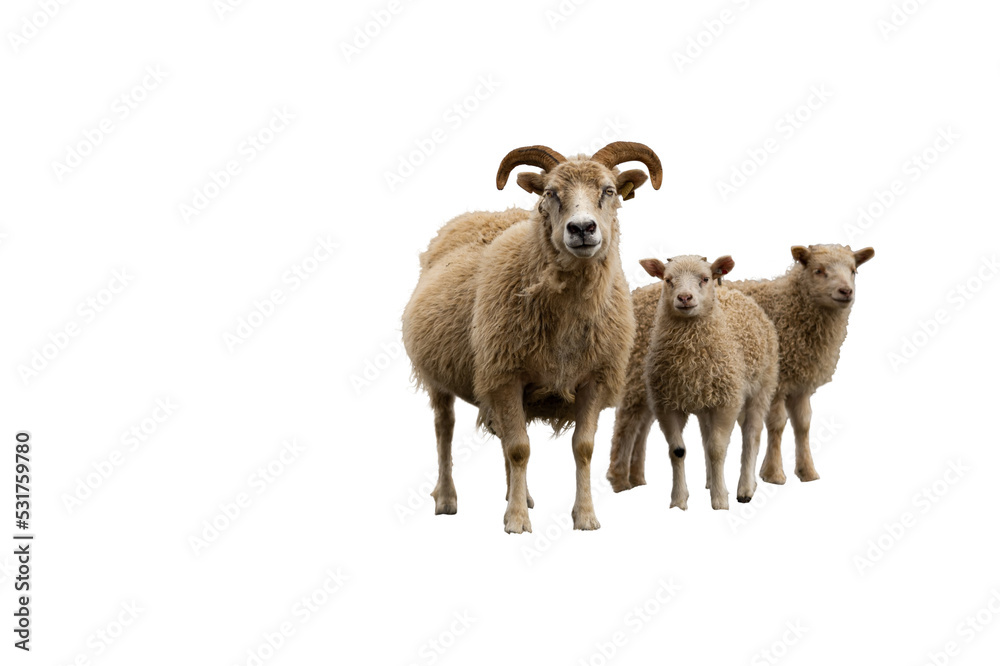 Fototapeta premium Clipping of vintage artwork.