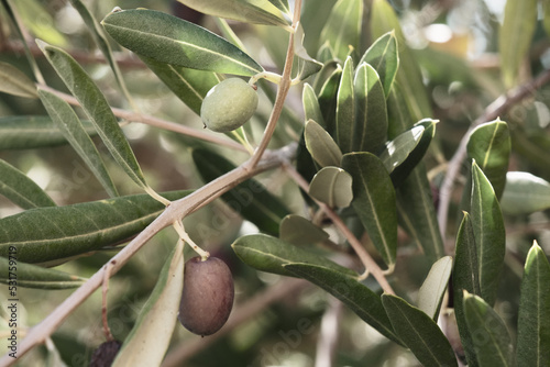 Green oil olive on the branch closeup, fresh olives plant, ripe olive leaf, foliage of the evergreen tree with fruits outdoor, nature background.