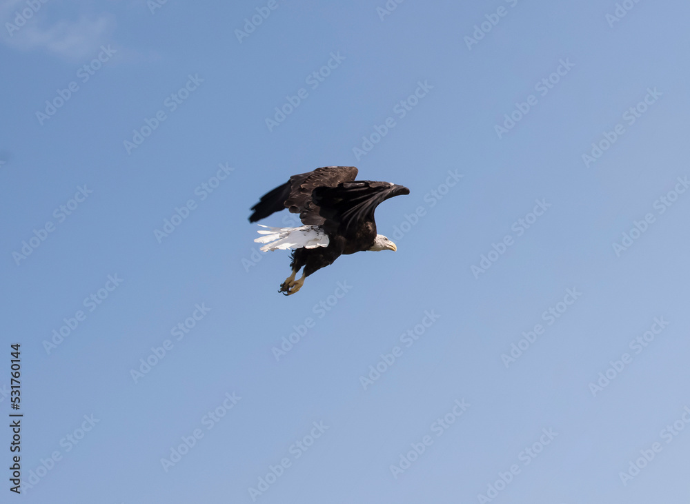 Master of the Sky Master of the Sky