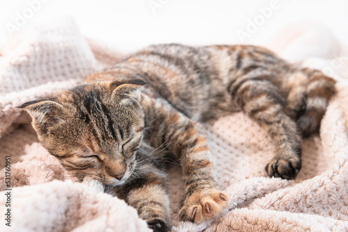 Sleeping domestic cat on a beige plaid in the house. Striped pet. © Юлия Черкасова