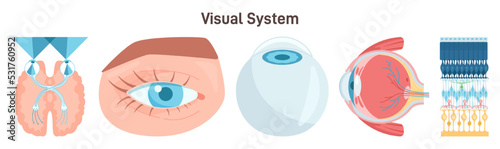 Human vision system. Eyeball anatomy, visual organ systems. photo