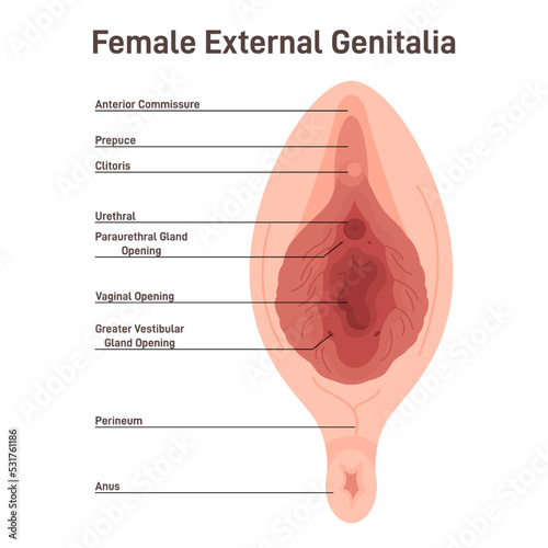 Female external genitalia, vulva. Labia majora and labia minora photo