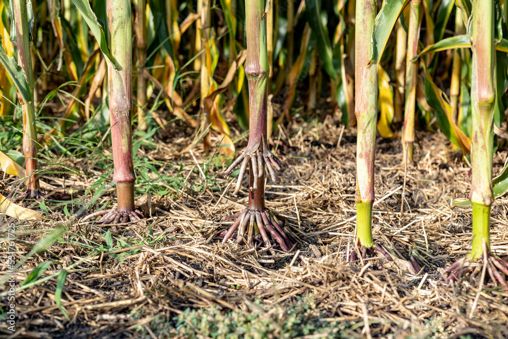 A row of field corn on a farm showing the brace roots and aerial roots ...