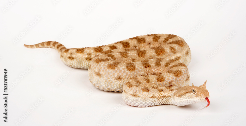 Desert horned viper // Wüsten-Hornviper (Cerastes cerastes) Desert horned viper // Wüsten-Hornviper (Cerastes cerastes)