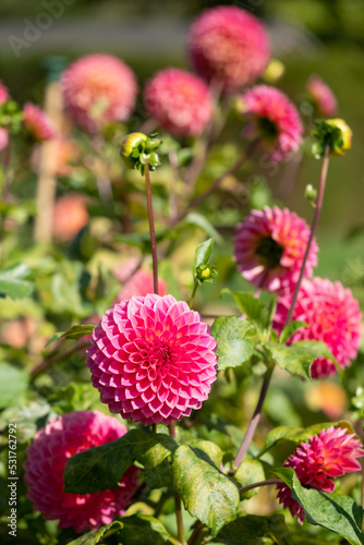 Stunning dark pink dahlia flowers by the name Polventon Kristobel, photographed with a macro lens on a sunny day in early autumn at Wisley, near Woking in Surrey UK