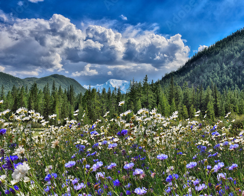 View to glacier on Belukha Mountain from blossoming mountain valley with white chamomiles and blue cornflowers, Altai mountains, Russia. Picturesque sunny summer mountain landscape © rvo233