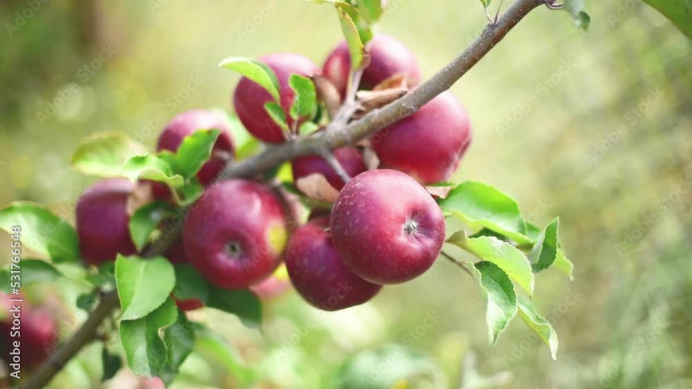 Close-up brunch of red apples ,horizontal 4k footage Close-up brunch of red apples ,horizontal 4k footage