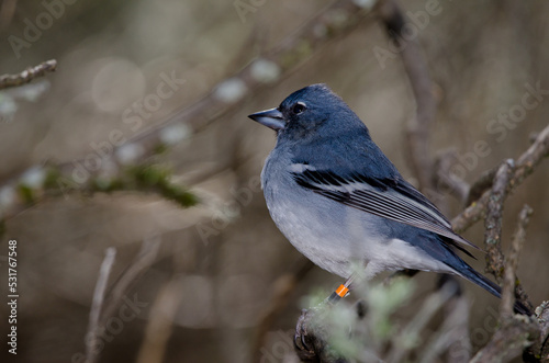 Cuadro en lienzo Gran Canaria blue chaffinch Fringilla polatzeki