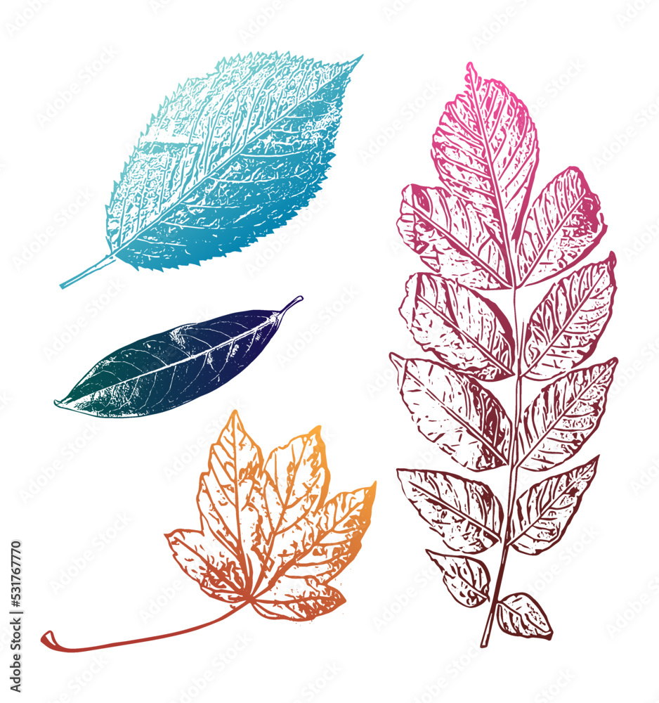 Collection of leaf rubbing/ paint imprints of leaves. Illustrations of
