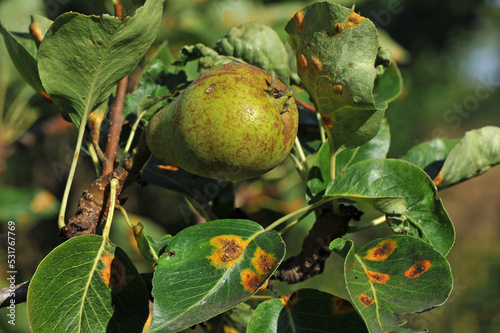 Pear disease. The causative agent of pear rust is the pathogenic fungus Gymnosporangium sabinae. Shallow depth of field.