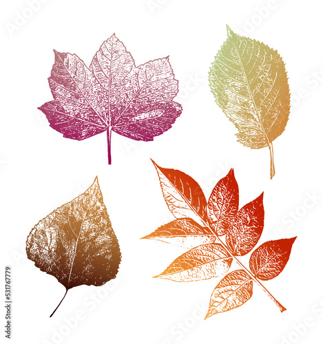 Collection of leaf rubbing/paint imprint style illustrations. Autumn themed leaves with transparent background in bright colours and gradients. Includes Sycamore, Ash, Elm tree, and Lyme tree leaves.