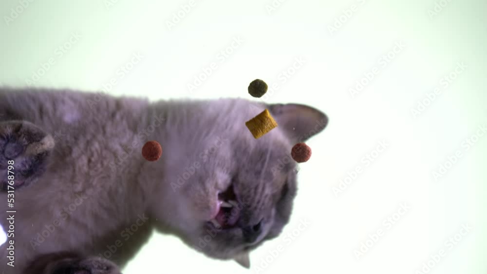 Сat eats dry food. View from below. Сat eats dry food. View from below.
