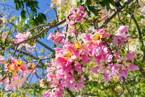 A Ceiba Chorizia tree blooming with yellow-pink flowers against a blue sky
