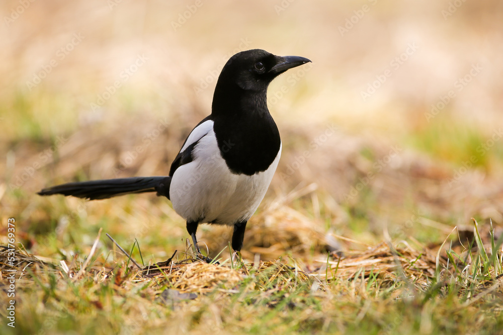 Eurasian magpie, pica pica, sitting on ground on in summertime. Black and white bird loking on grass in summer. Dark feathered animal watching on meadow. Eurasian magpie, pica pica, sitting on ground on in summertime. Black and white bird loking on grass in summer. Dark feathered animal watching on meadow.