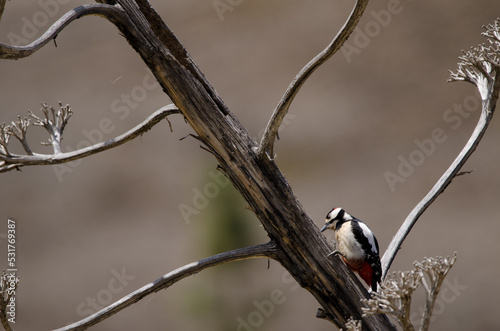 Great spotted woodpecker Dendrocopos major thanneri. Adult male searching for food. The Nublo Rural Park. Tejeda. Gran Canaria. Canary Islands. Spain. photo